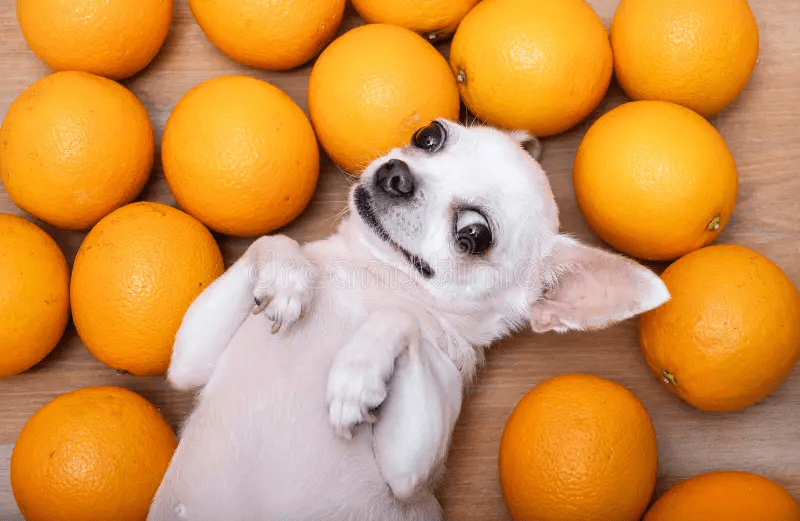is orange best food for dog
