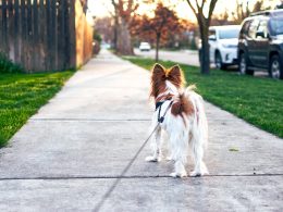 Professional Dog Walking in Derby