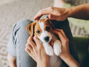 Puppy Training Guide