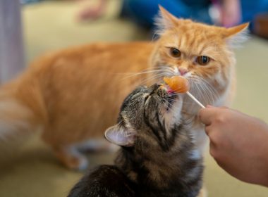 Human Foods that Cats Can Eat