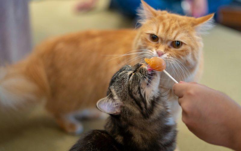 Human Foods that Cats Can Eat