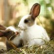 Pros and Cons of Owning a Pet Rabbit