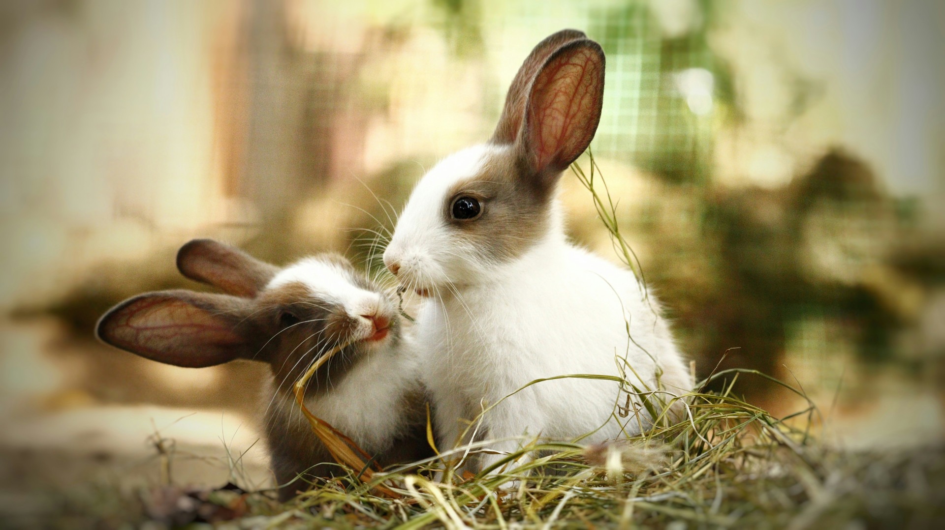Pros and Cons of Owning a Pet Rabbit